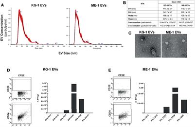 Acute Myeloid Leukemia Cells Functionally Compromise Hematopoietic Stem/Progenitor Cells Inhibiting Normal Hematopoiesis Through the Release of Extracellular Vesicles